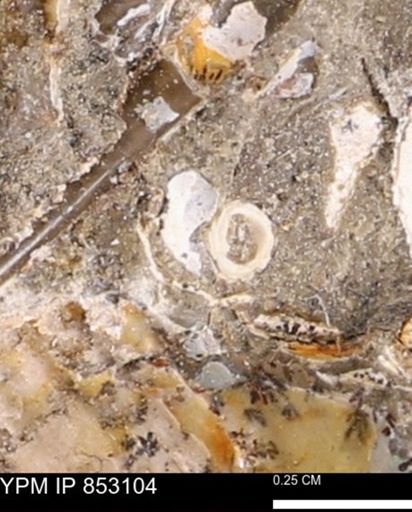 undet. Mollusca