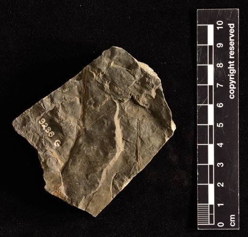 Camptopteris remondi