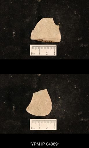 Liomopteridae