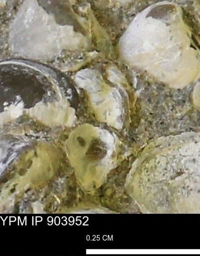 Corbulamella?