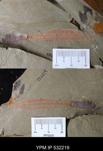 Leptomitidae?