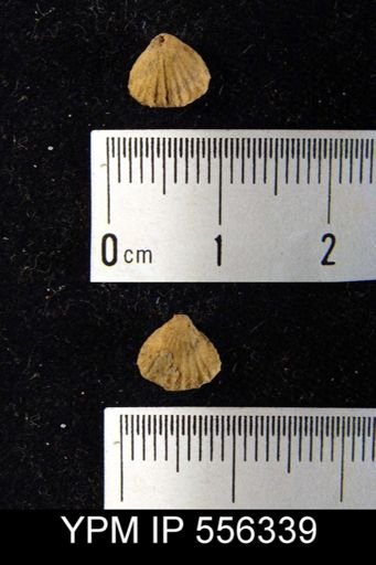 Rhynchonella sp.
