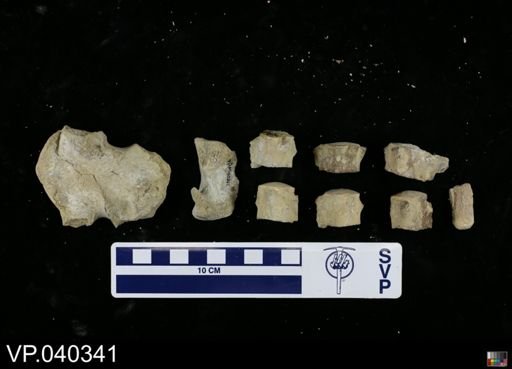 Clidastes sp.