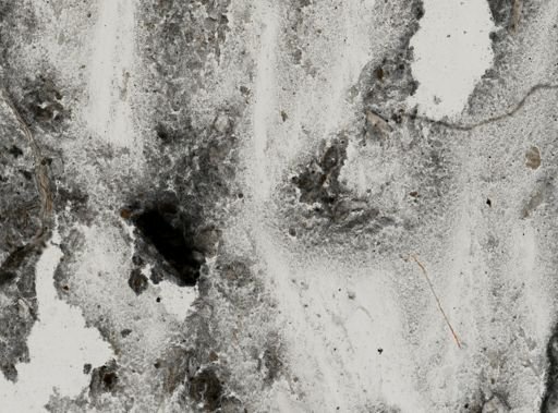 Entamoeba coli