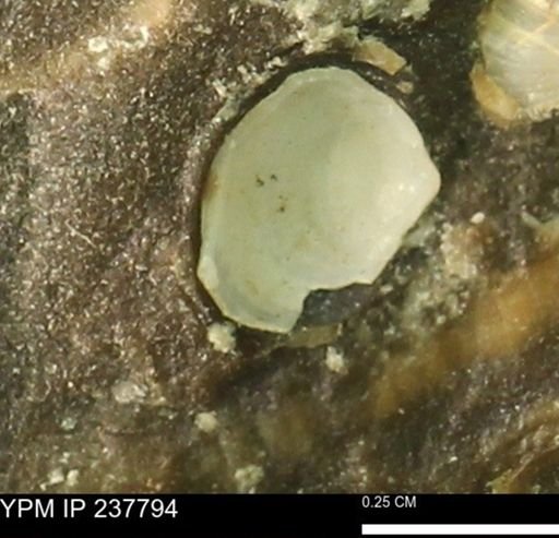 Limopsis striatopunctatus