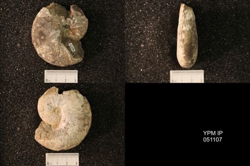 Hoploscaphites nicolletii