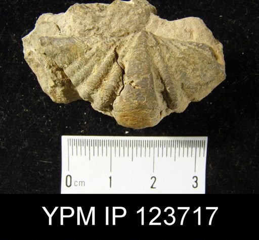 undet. Cyrtinopsidae