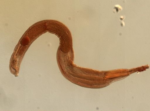 Platyhelminthes
