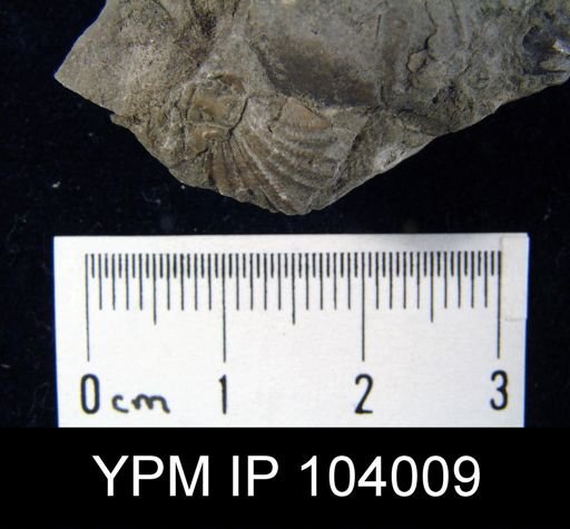 Rhynchotrema perlamellosum