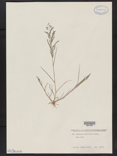 Eragrostis multicaulis