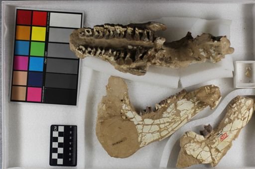 Hyracodon nebrascensis