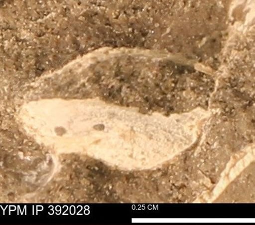 Protocardia sp.