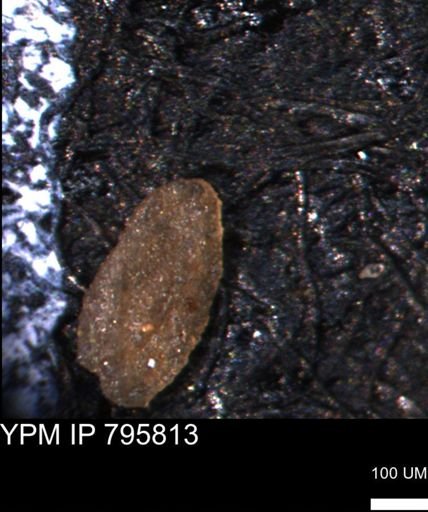 Miliammina manitobensis