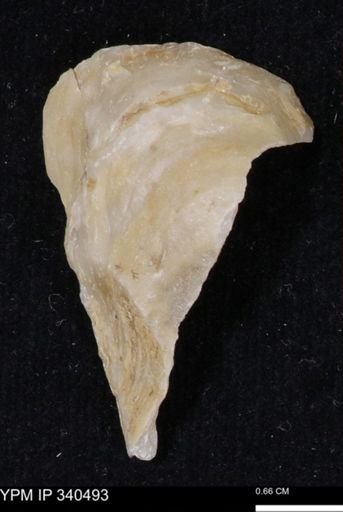 Ostrea glabra