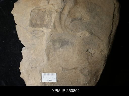 undet. Eurypterida