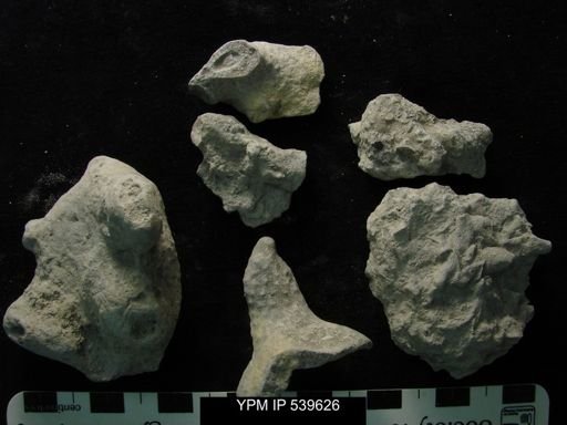 undet. Bryozoa