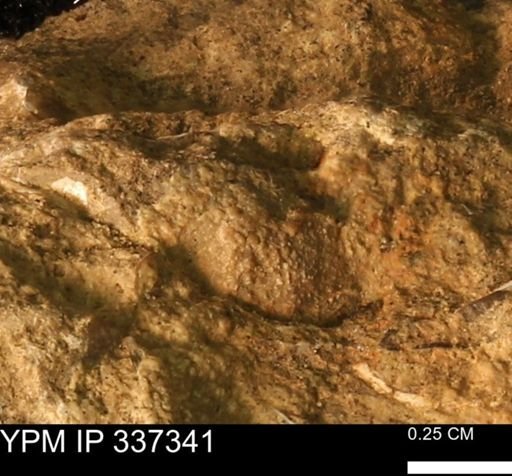 undet. Mollusca