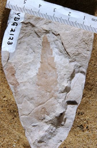 Cedrela pteraformis