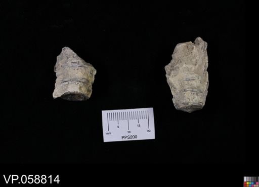 undet. Actinopterygii
