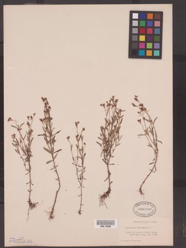 Hypericum canadense