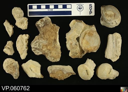 Mosasauridae