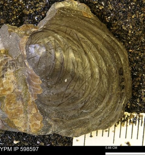 Inoceramus sp.