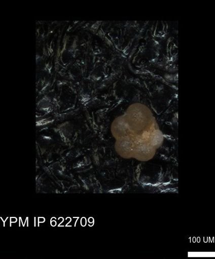 undet. Globorotaliidae