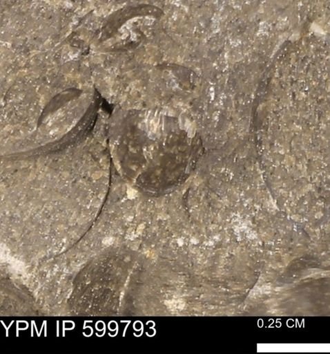 Protocardia subquadrata