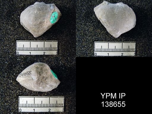 Athyris cf. capillata