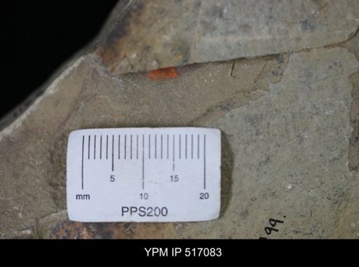 undet. Arthropoda