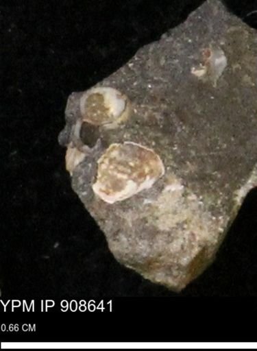 undet. Gastropoda
