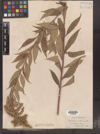 Solidago serotina
