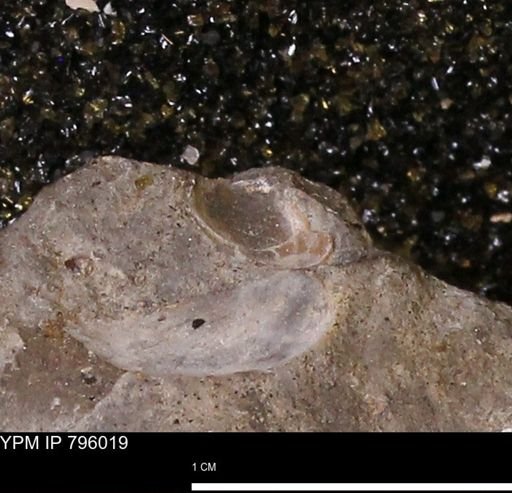 undet. Mollusca