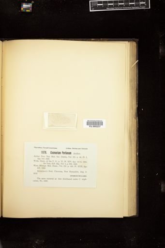 Cosmarium porteanum