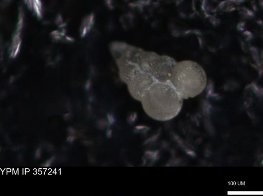 undet. Foraminiferida