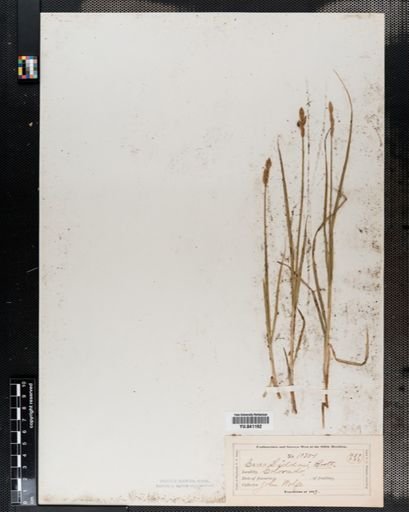 Carex