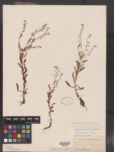 Myosotis laxa