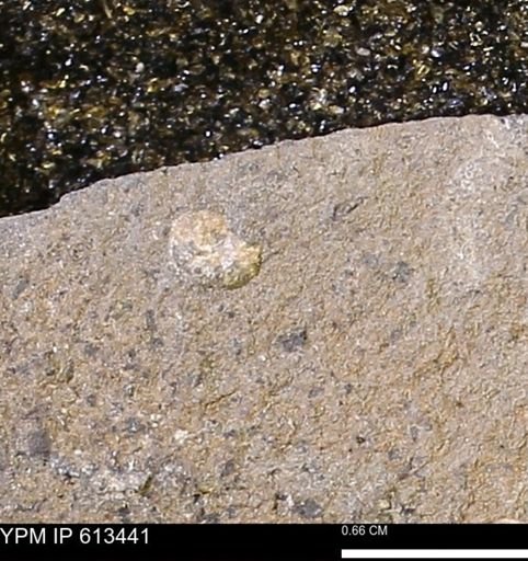 Scaphites sp.
