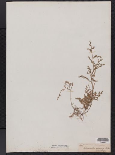 Selaginella