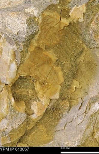 undet. Mollusca