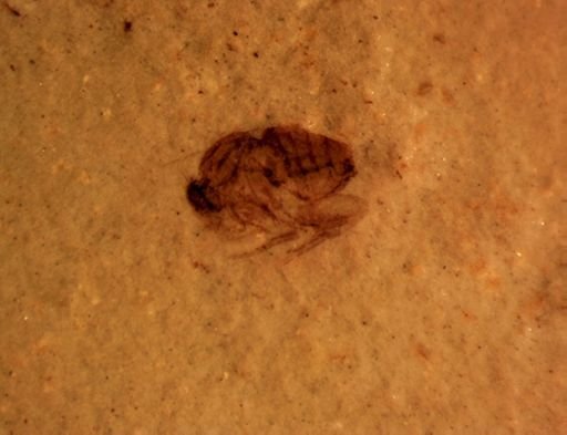 undet. Diptera