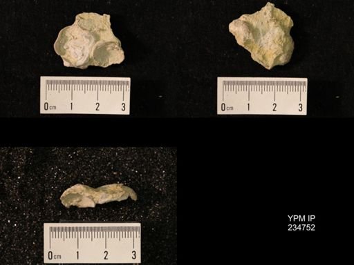 Marginifera splendens