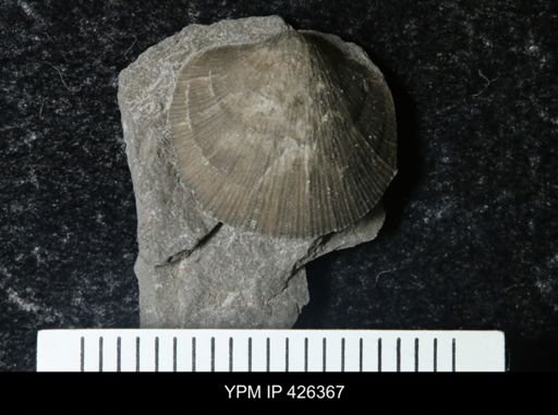 undet. Dalmanellidae