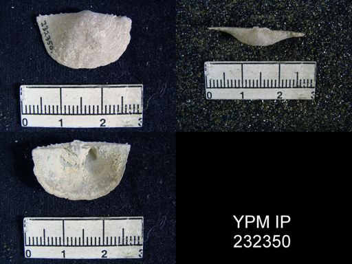 Chonetes granulifer