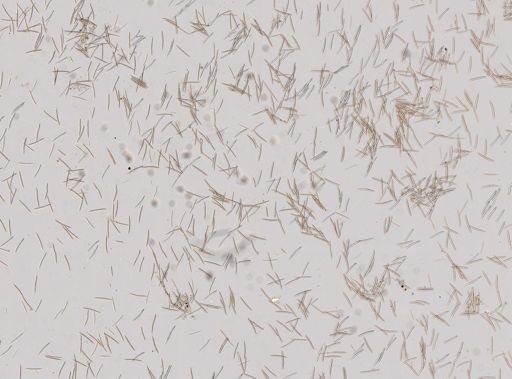 Haliclona sp.
