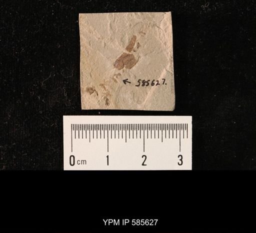 undet. Brachycera