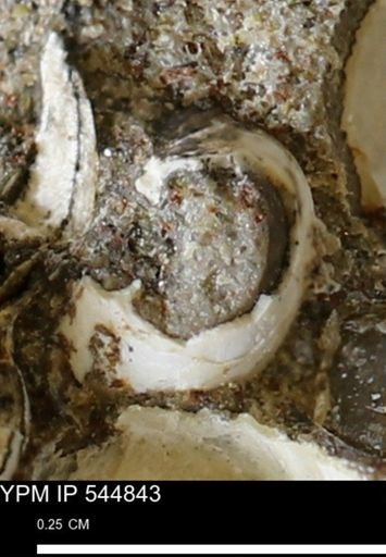Corbulamella gregaria