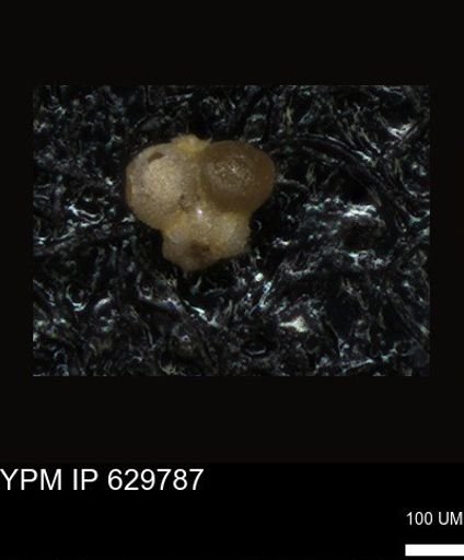 undet. Foraminiferida