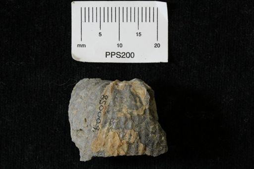 undet. Scaphitidae