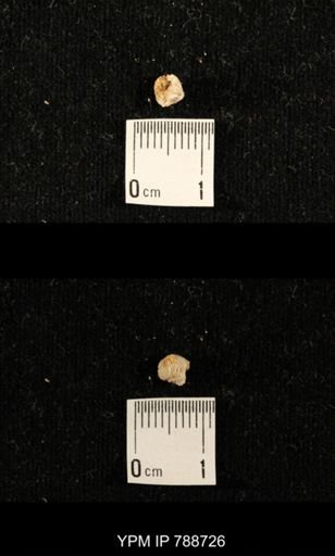 taxon undetermined